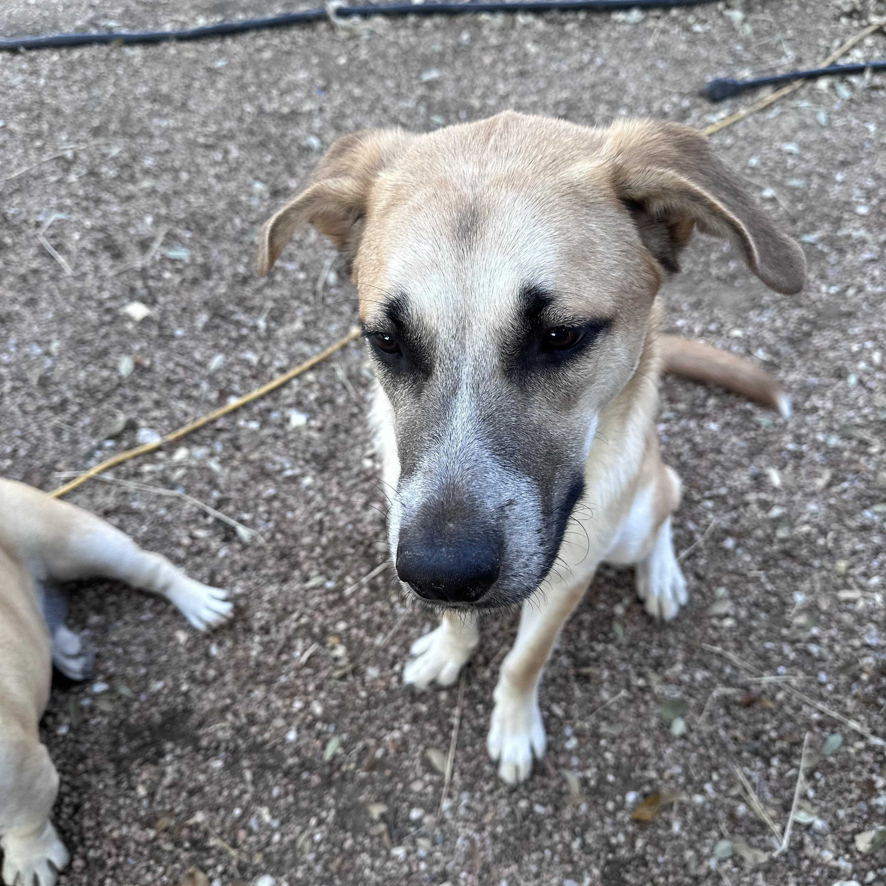 Major, a Adoptable mixed breed in Magnolia, TX image 3/3