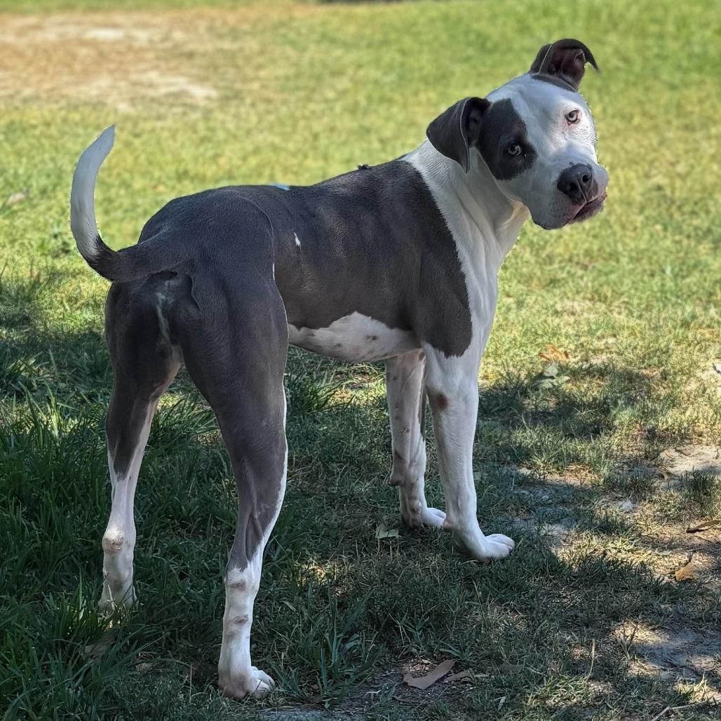 Duncan, Adoptable, Adult Male Pit Bull Terrier & Mixed Breed.