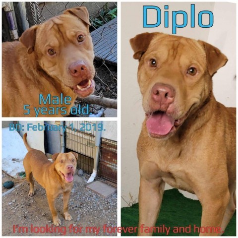 Diplo, Adult Male Mixed Breed