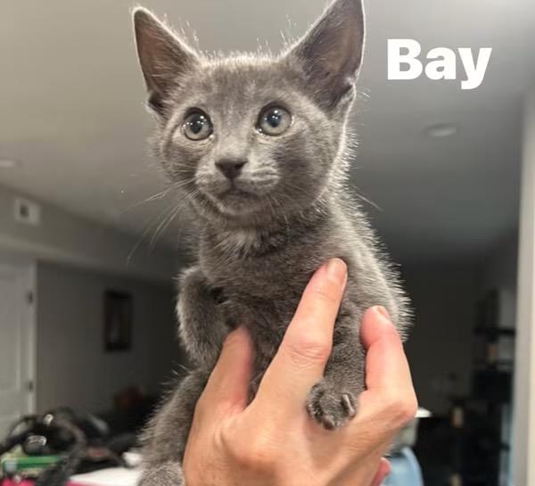 Bay, adopted, Kitten Male Russian Blue & Domestic Short Hair.