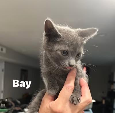 Enlarge Bay, an adopted mixed breed in Turnersville, NJ image 2/2