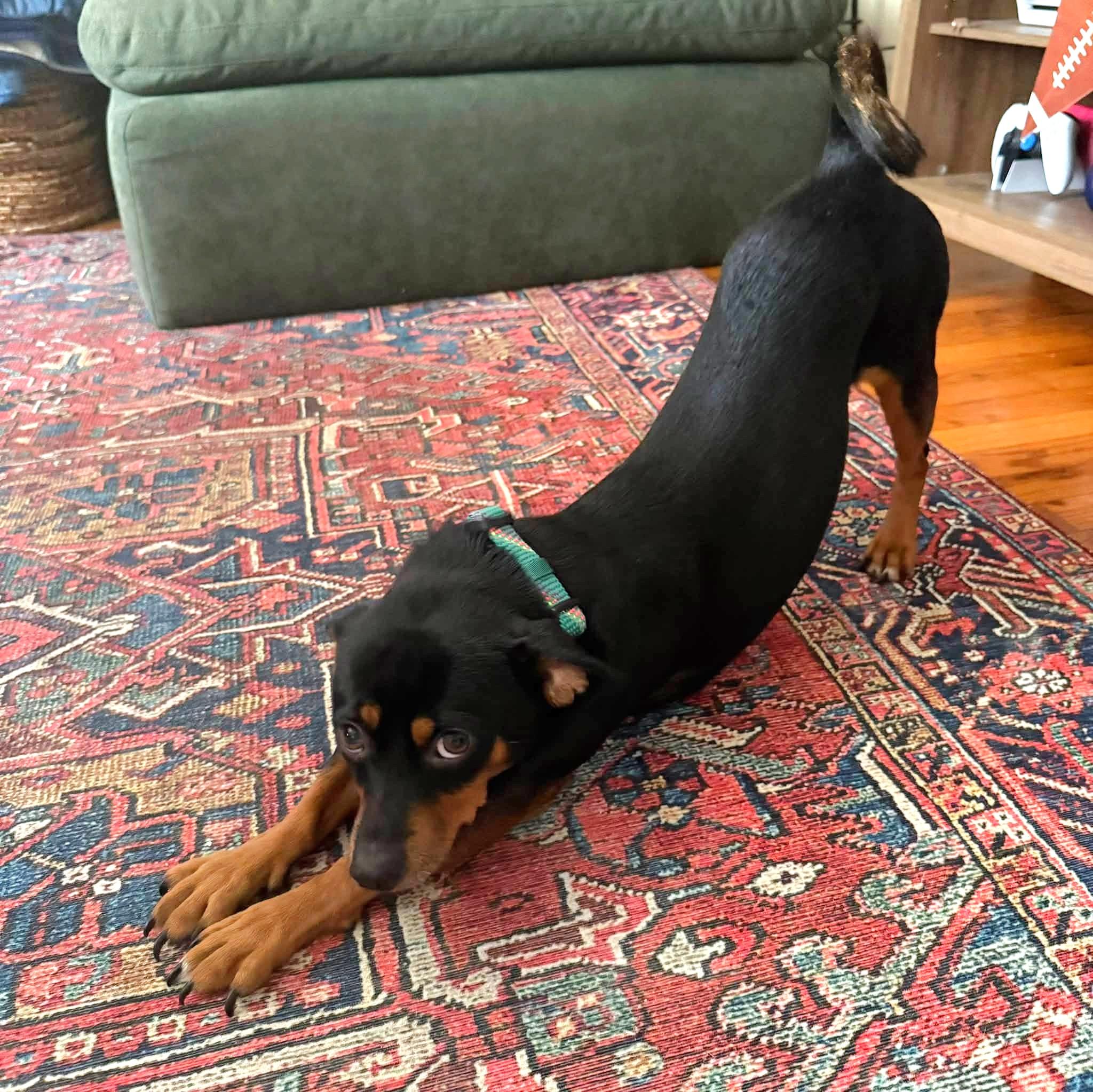 Enlarge Riggs, a Adoptable mixed breed in Eugene, OR image 2/3