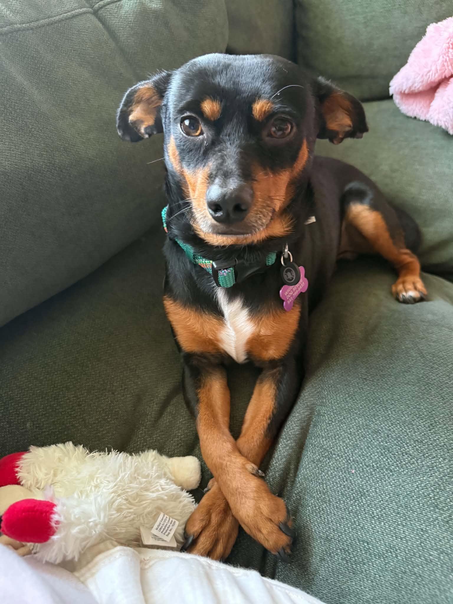 Enlarge Riggs, a Adoptable mixed breed in Eugene, OR image 3/3