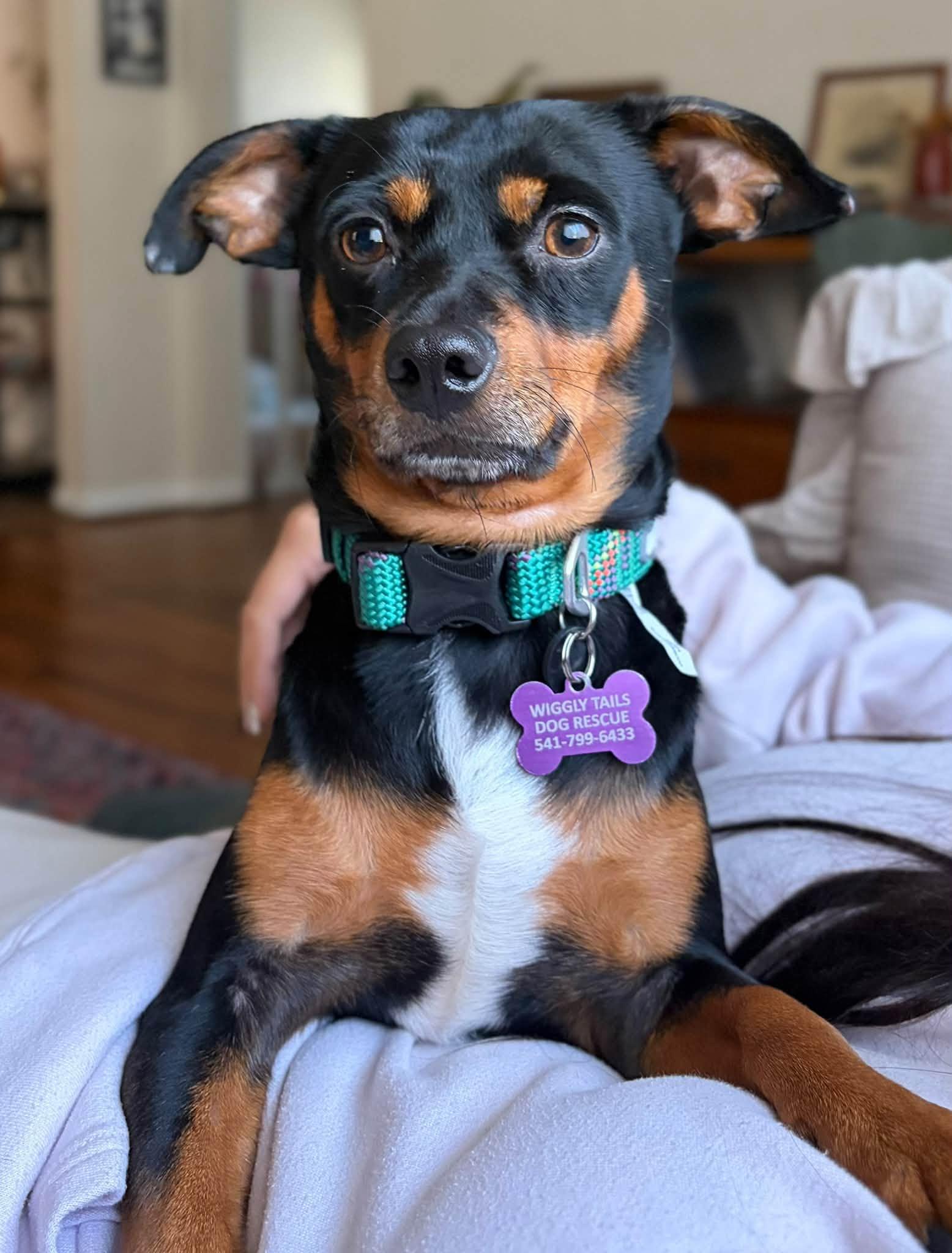 Enlarge Riggs, a Adoptable mixed breed in Eugene, OR image 1/3