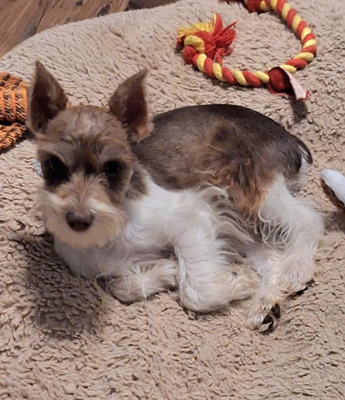 Enlarge Ozzy, a Adopted Schnauzer in House Springs, MO image 1/3