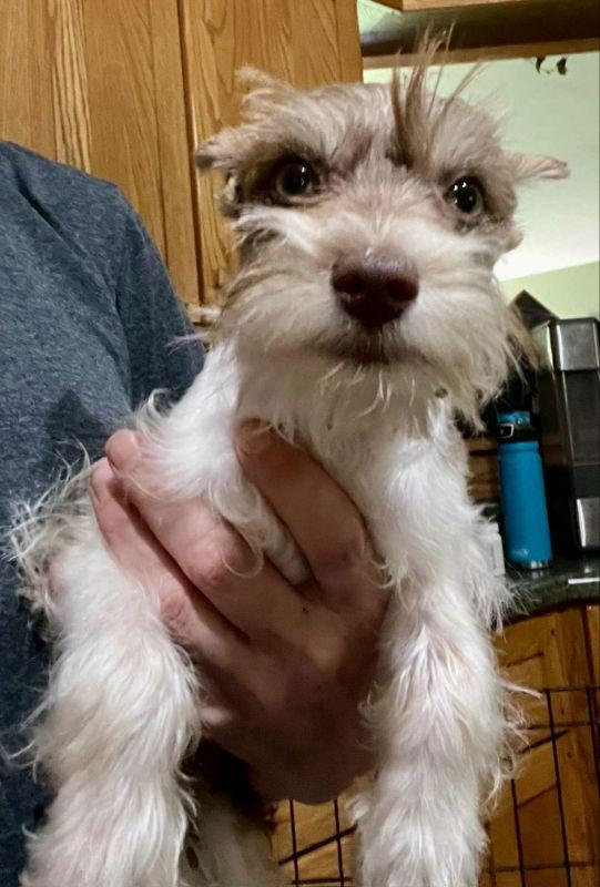 Enlarge Ozzy, a Adopted Schnauzer in House Springs, MO image 2/3