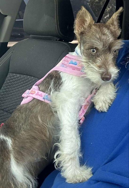 Enlarge Ozzy, a Adopted Schnauzer in House Springs, MO image 3/3