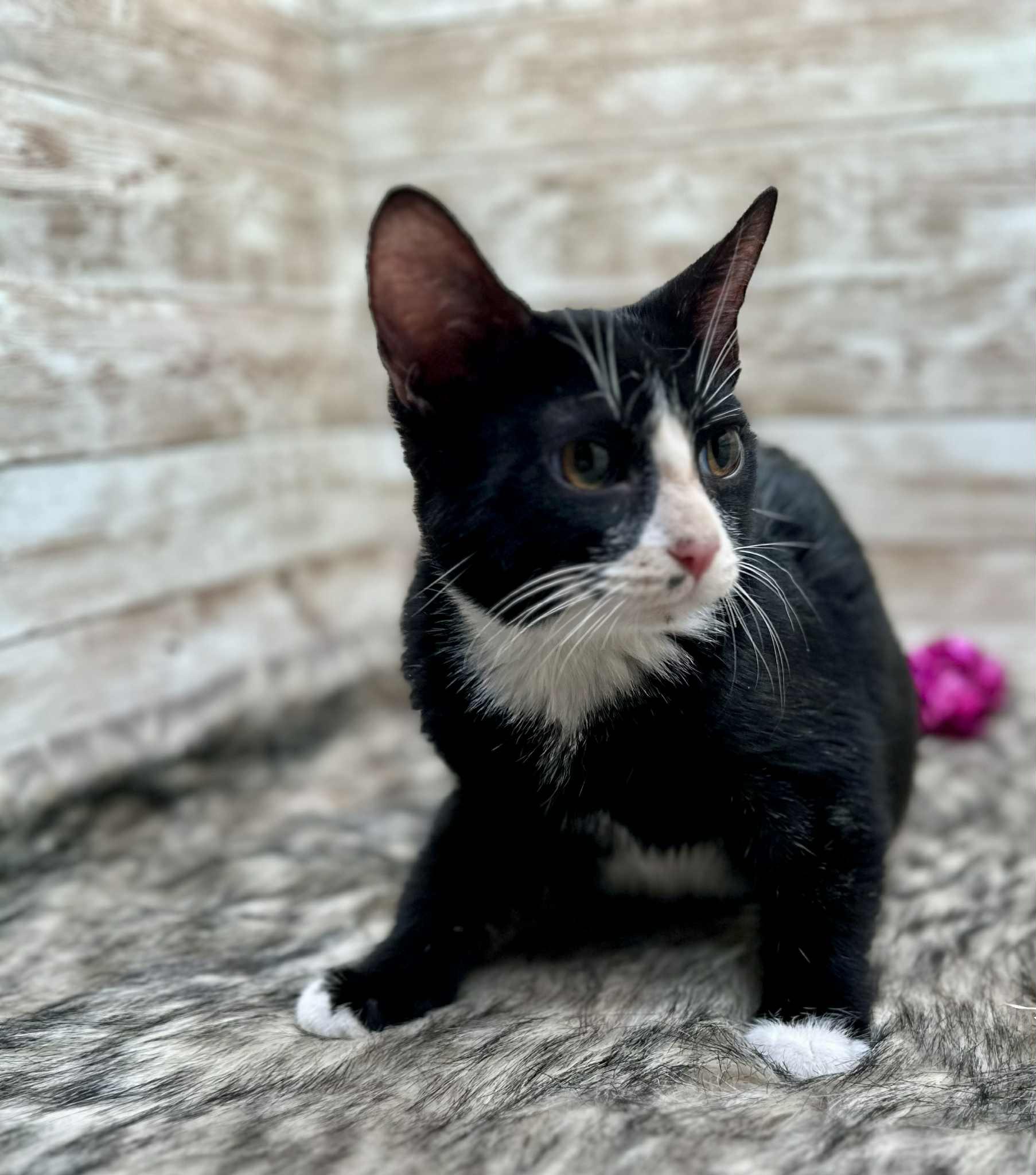 Mason, an adoptable Domestic Short Hair in Lexington, KY image 6/6