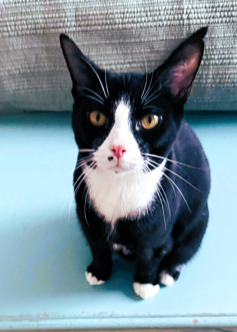 Mason, an adoptable Domestic Short Hair in Lexington, KY image 2/6