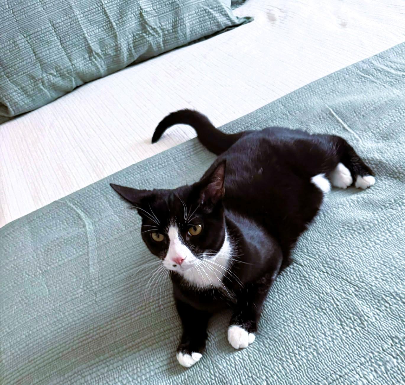 Mason, an adoptable Domestic Short Hair in Lexington, KY image 3/6