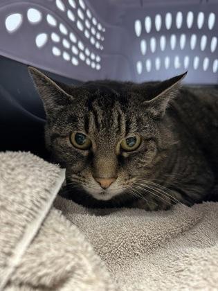 Lyre, ADOPTABLE, Adult Female Domestic Short Hair.
