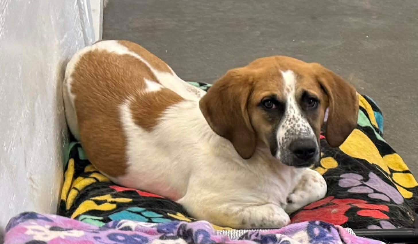 Enlarge Priscilla, a Adoptable mixed breed in Knoxville, TN image 3/3