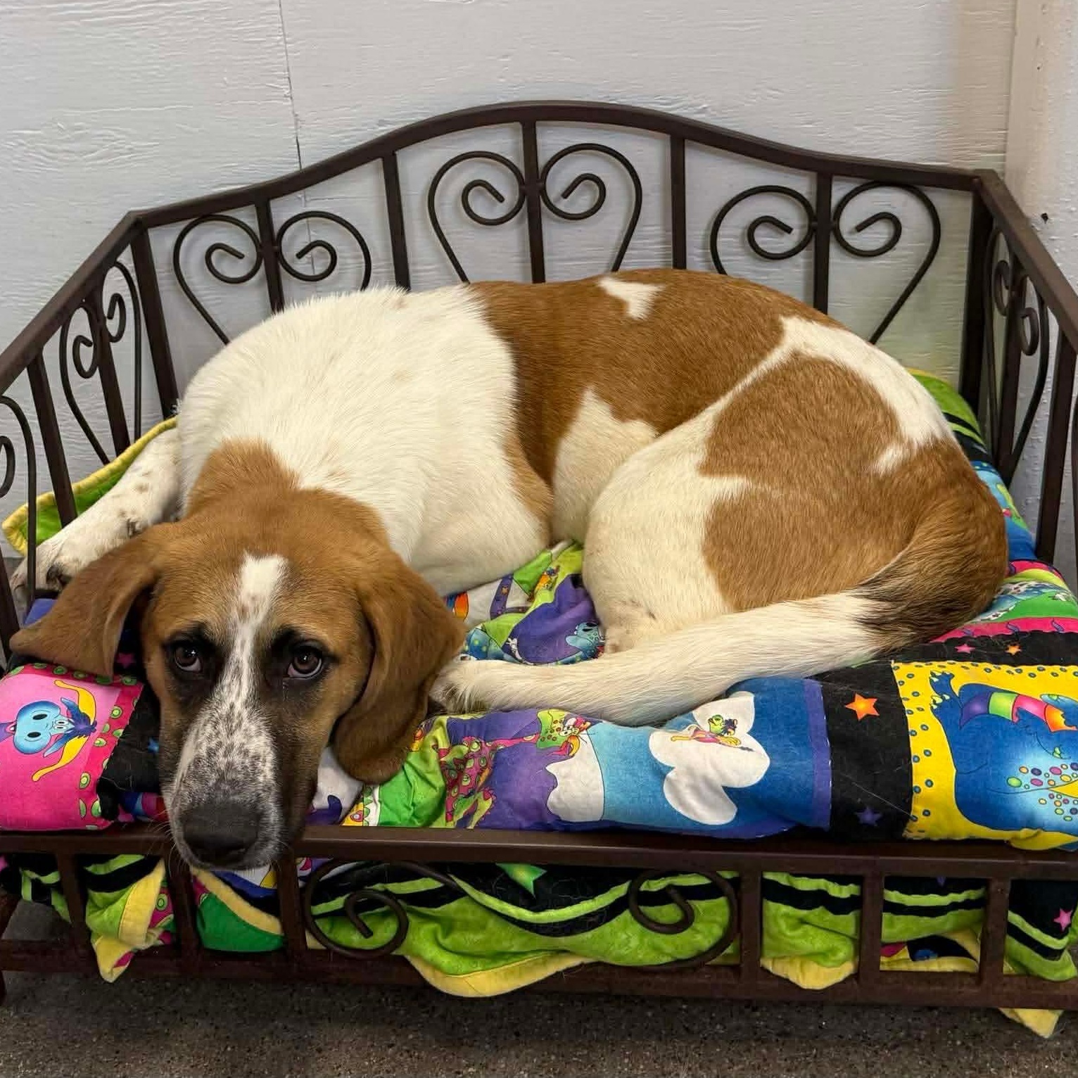 Priscilla thumbnail 3