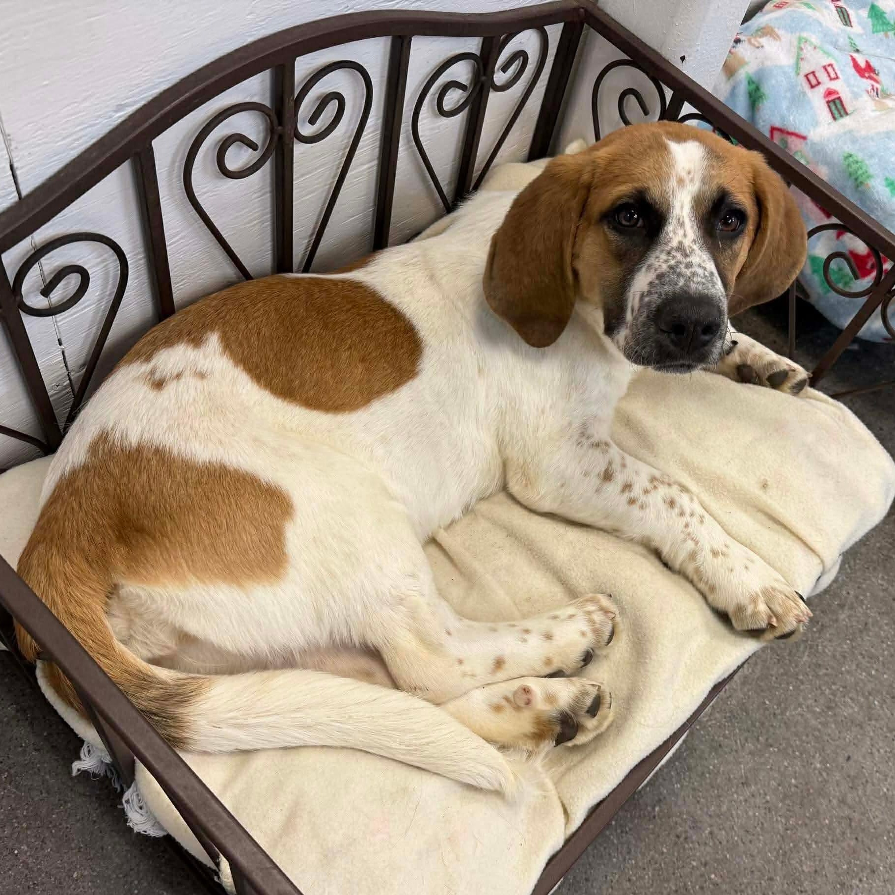 Enlarge Priscilla, a Adoptable mixed breed in Knoxville, TN image 1/3