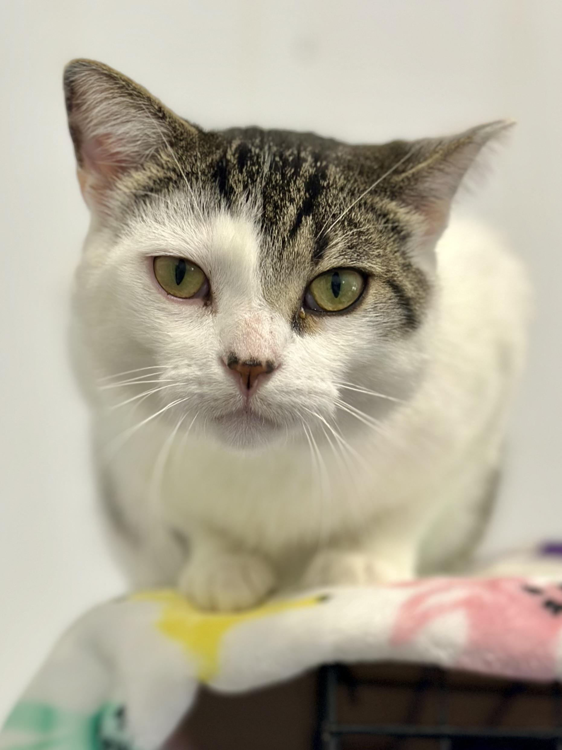 Melvin, an adopted Domestic Short Hair in Faribault, MN image 2/4