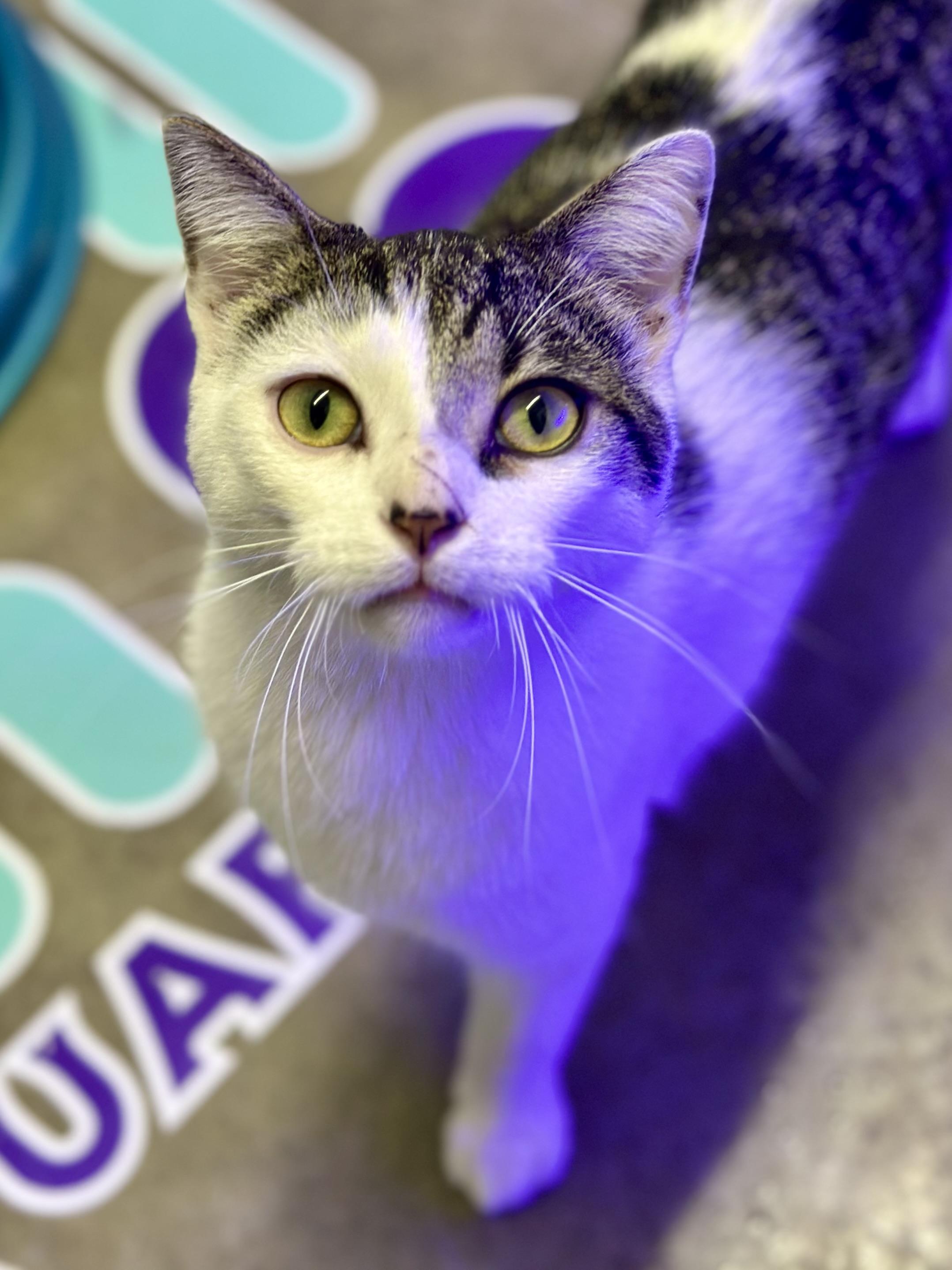 Melvin, an adopted Domestic Short Hair in Faribault, MN image 3/4
