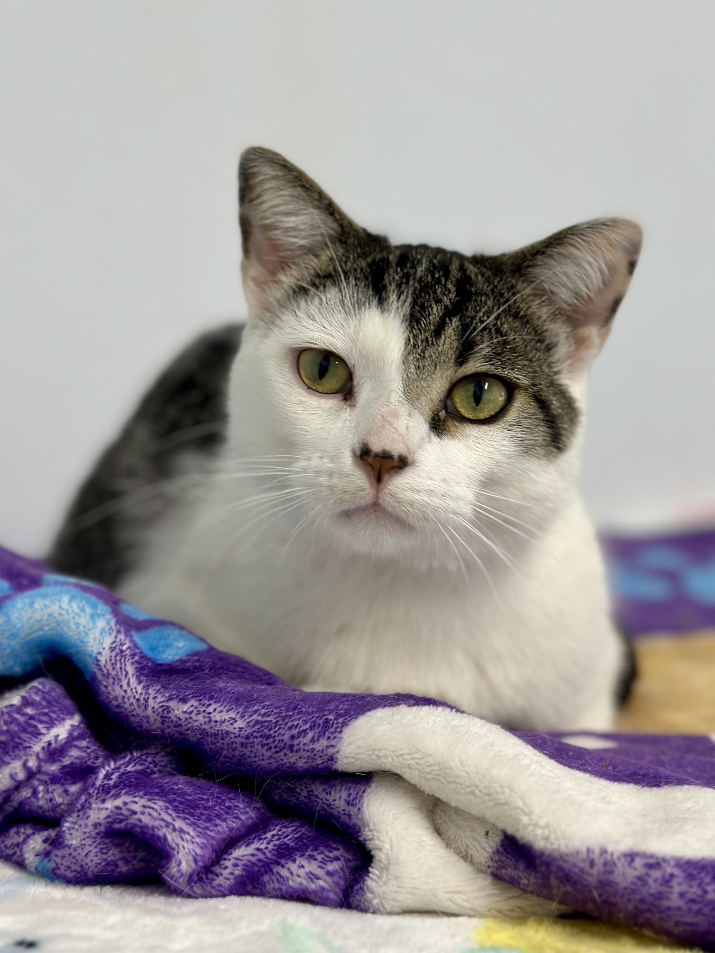 Melvin, an adopted Domestic Short Hair in Faribault, MN image 4/4