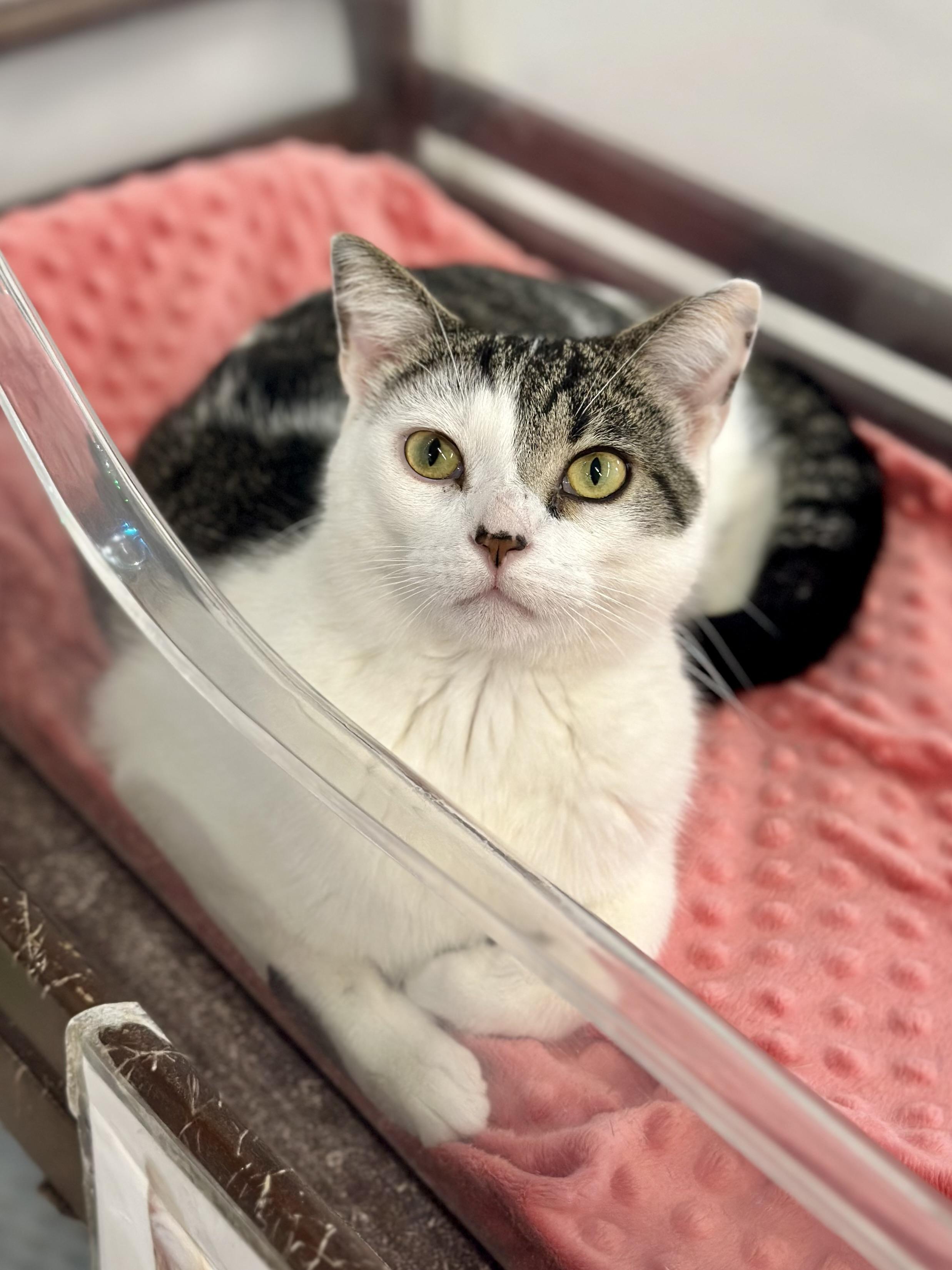 Melvin, adopted, Adult Male Domestic Short Hair.