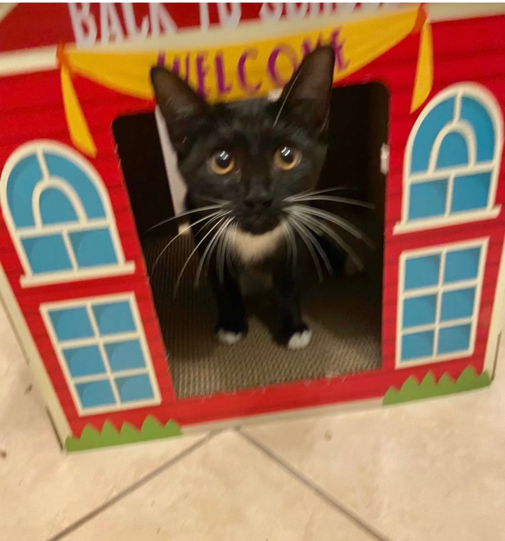 Enlarge Tawny , a Adoptable Domestic Short Hair in Palm City, FL image 1/1