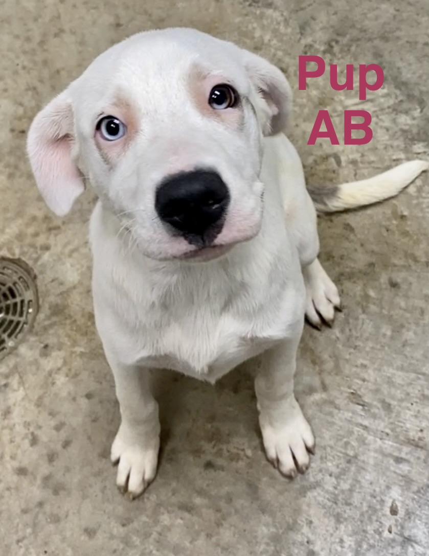 Pup AB, a ADOPTABLE mixed breed in Pomeroy, OH image 2/6
