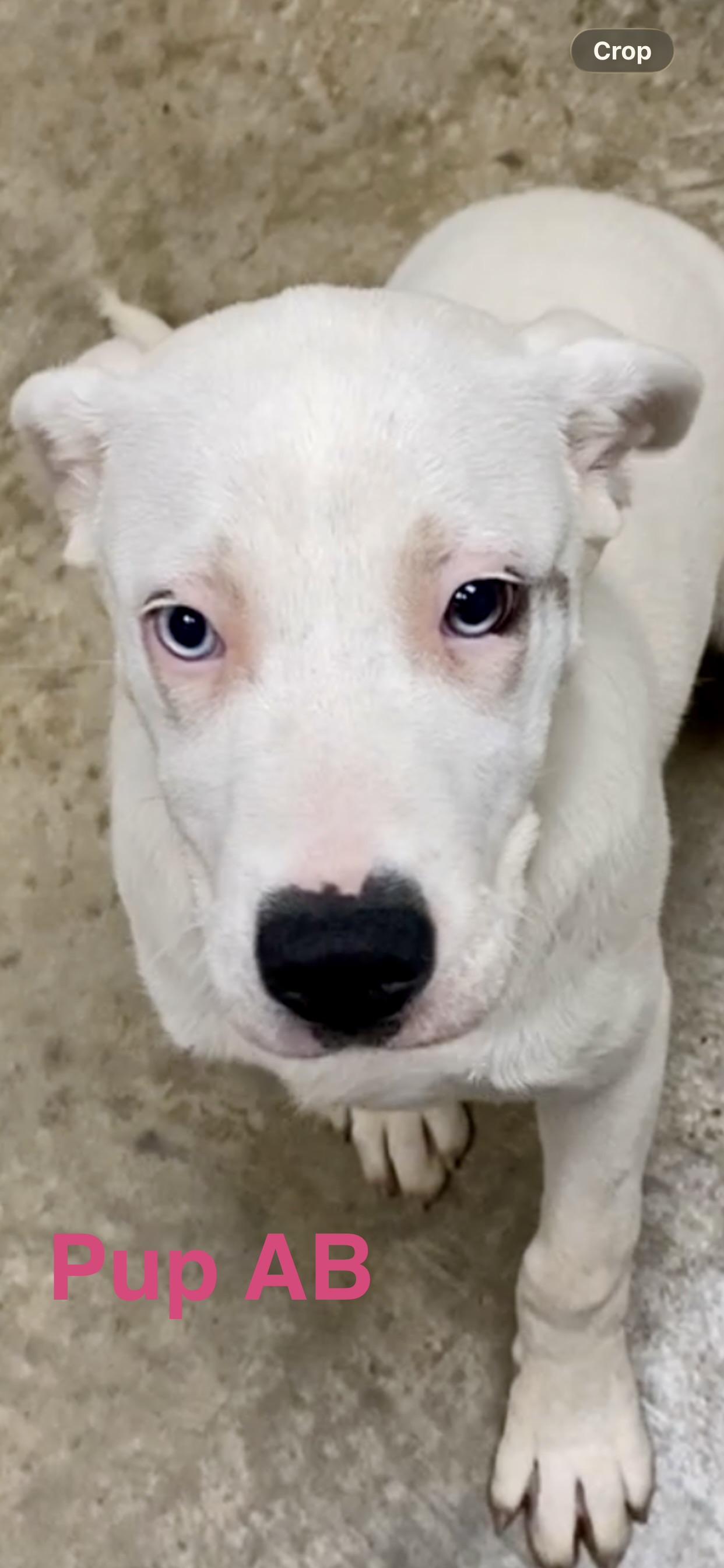 Pup AB, a ADOPTABLE mixed breed in Pomeroy, OH image 4/6