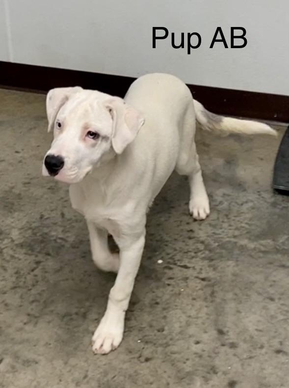Pup AB, a ADOPTABLE mixed breed in Pomeroy, OH image 1/6