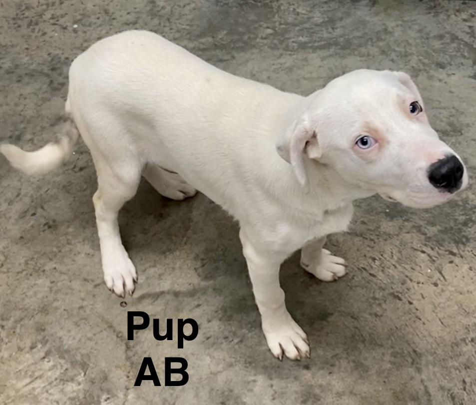 Pup AB, a ADOPTABLE mixed breed in Pomeroy, OH image 3/6