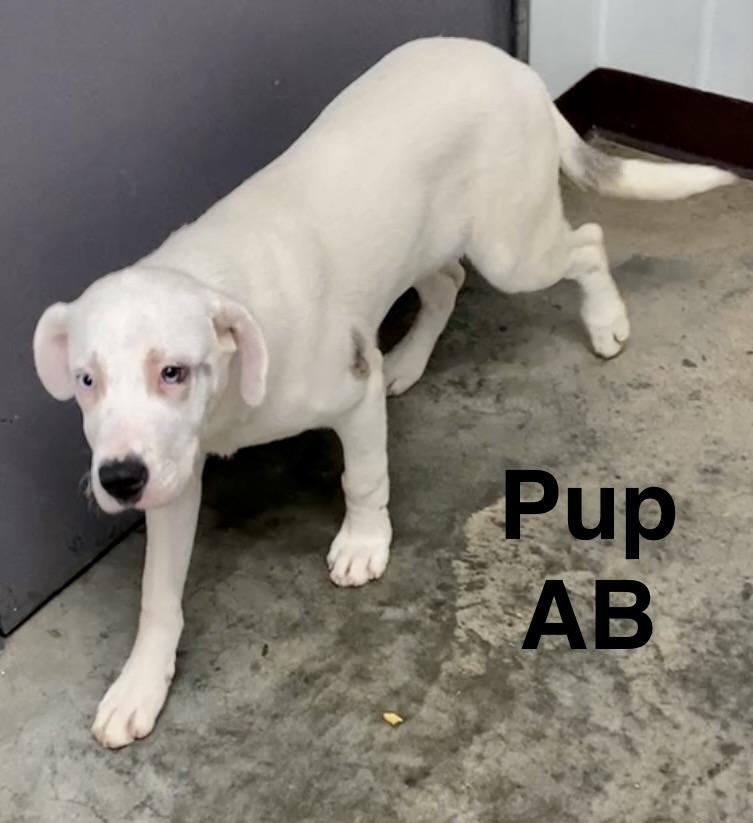 Pup AB, a ADOPTABLE mixed breed in Pomeroy, OH image 6/6