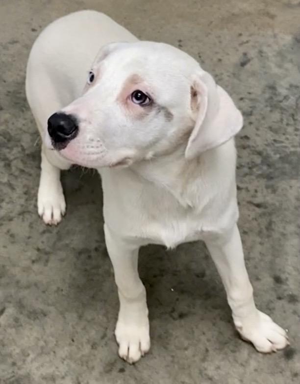 Pup AB, a ADOPTABLE mixed breed in Pomeroy, OH image 5/6
