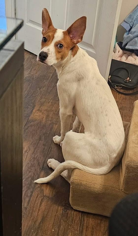 Enlarge Ollie, a Adoptable Pointer in Lacona, NY image 6/6