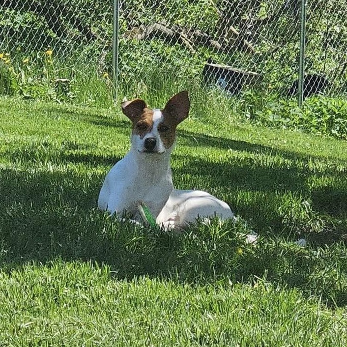 Enlarge Ollie, a Adoptable Pointer in Lacona, NY image 2/6