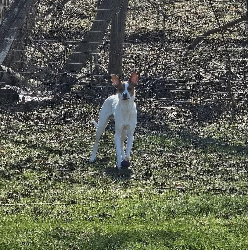 Enlarge Ollie, a Adoptable Pointer in Lacona, NY image 4/6