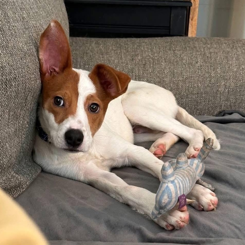 Enlarge Ollie, a Adoptable Pointer in Lacona, NY image 1/6