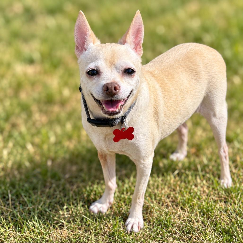 Enlarge Daisy, a Adoptable mixed breed in Boerne, TX image 1/4