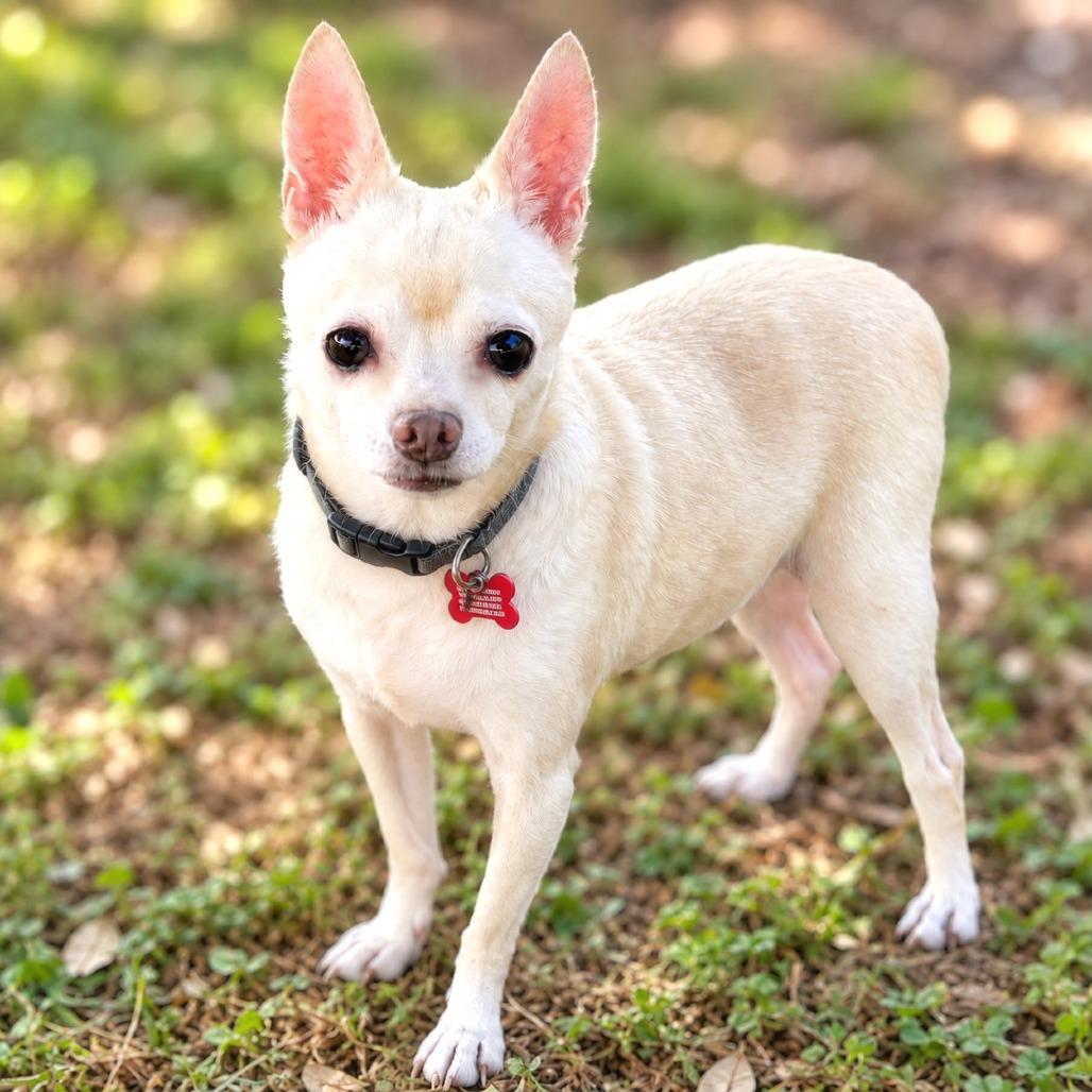 Enlarge Daisy, a Adoptable mixed breed in Boerne, TX image 2/4