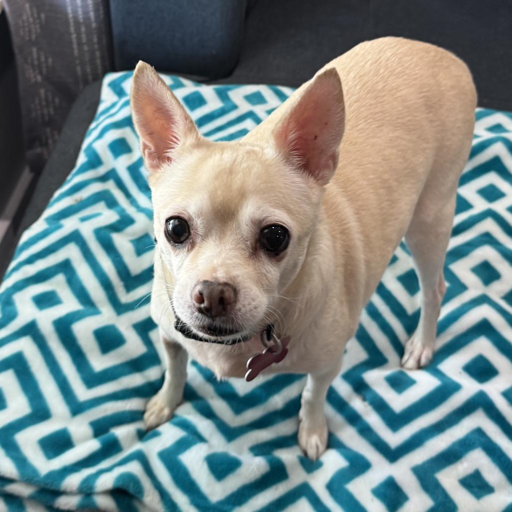 Enlarge Daisy, a Adoptable mixed breed in Boerne, TX image 3/4