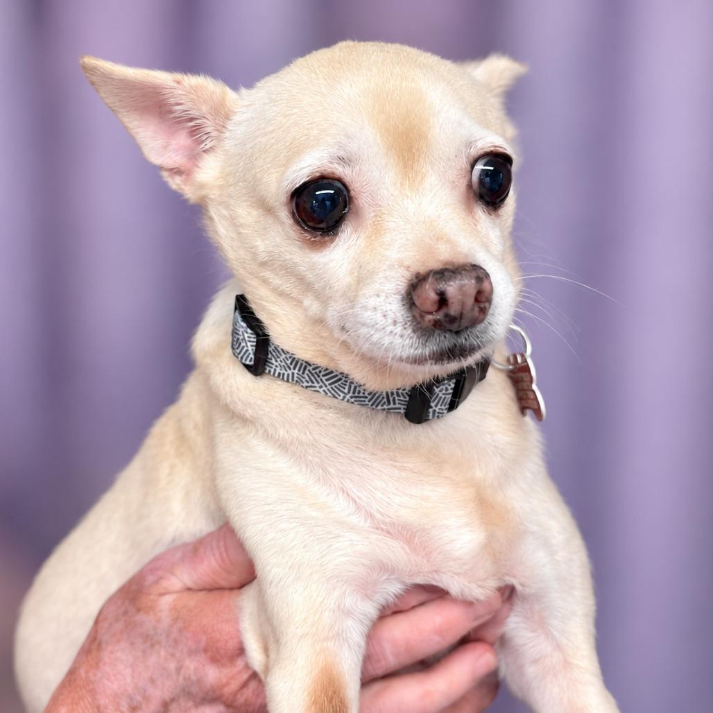 Enlarge Daisy, a Adoptable mixed breed in Boerne, TX image 4/4