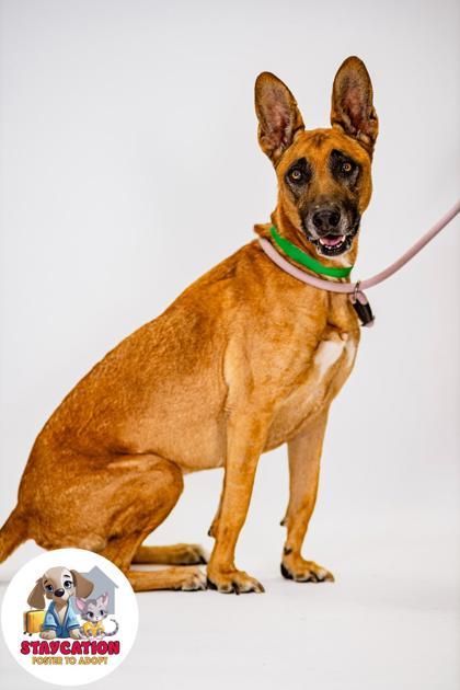Koa, Adoptable, Young Female Shepherd & Mixed Breed.