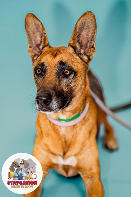 Koa, a Adoptable mixed breed in Phoenix, AZ image 2/2