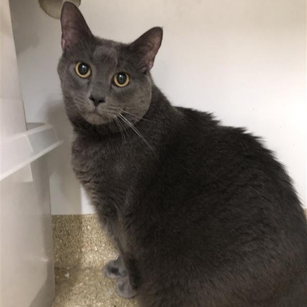 Enlarge Buddy Sherman, a ADOPTABLE Domestic Short Hair in Prince Frederick, MD image 1/3