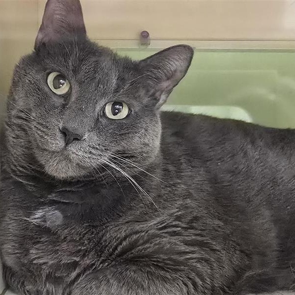 Enlarge Buddy Sherman, a ADOPTABLE Domestic Short Hair in Prince Frederick, MD image 2/3