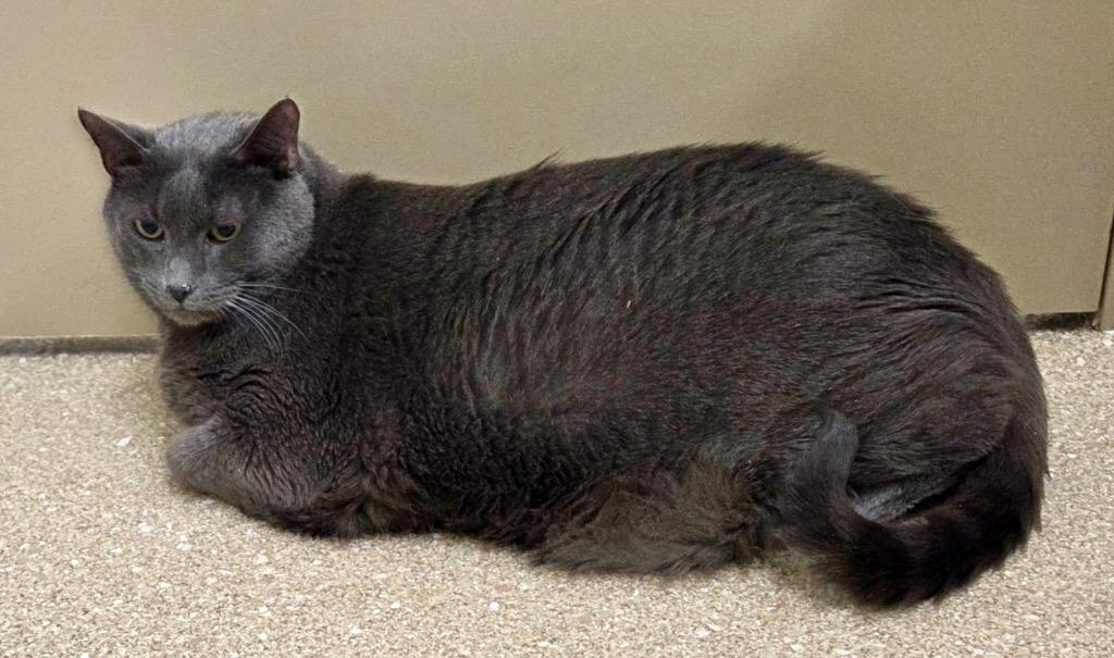 Enlarge Buddy Sherman, a ADOPTABLE Domestic Short Hair in Prince Frederick, MD image 3/3