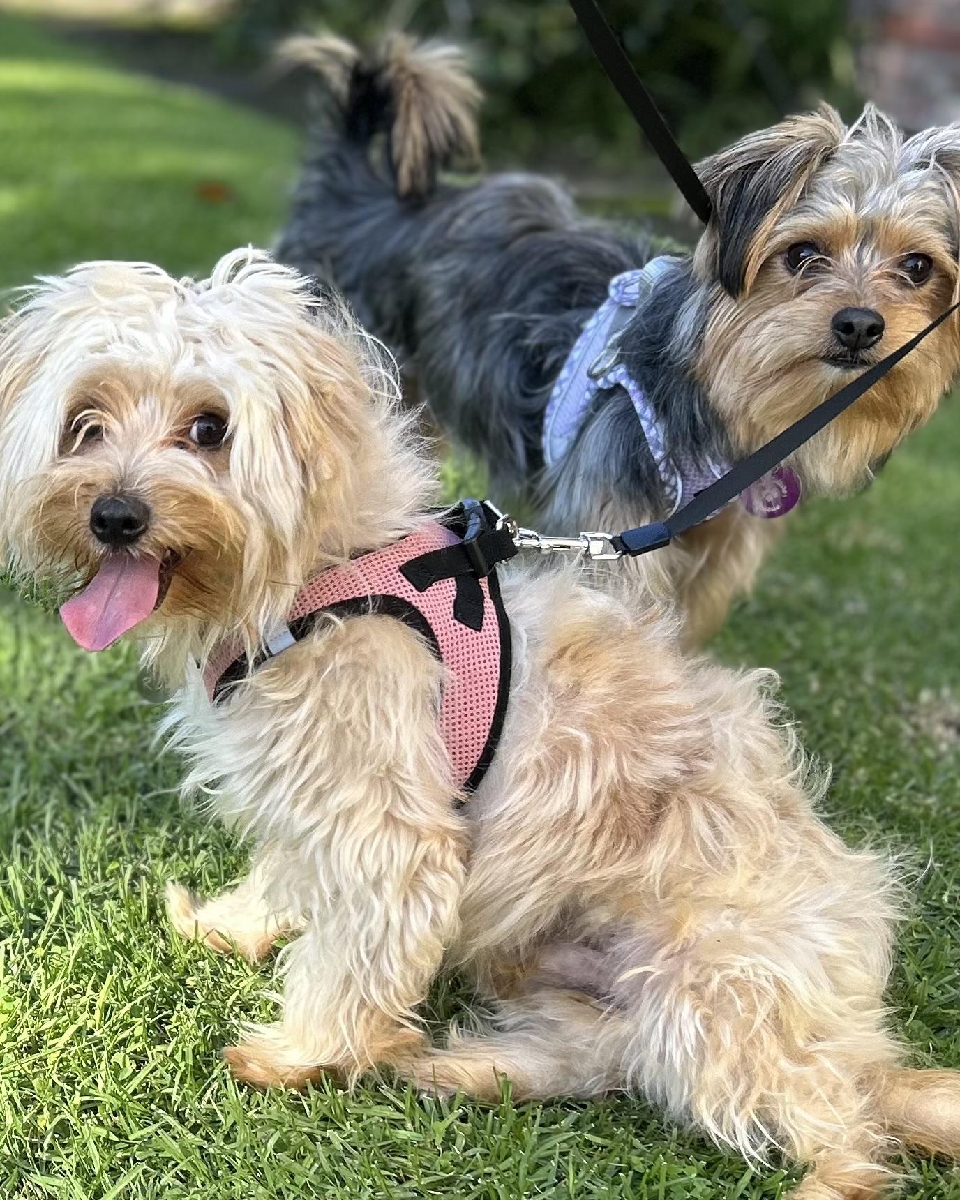 Enlarge Hermes, an adoptable mixed breed in Pasadena, CA image 5/6