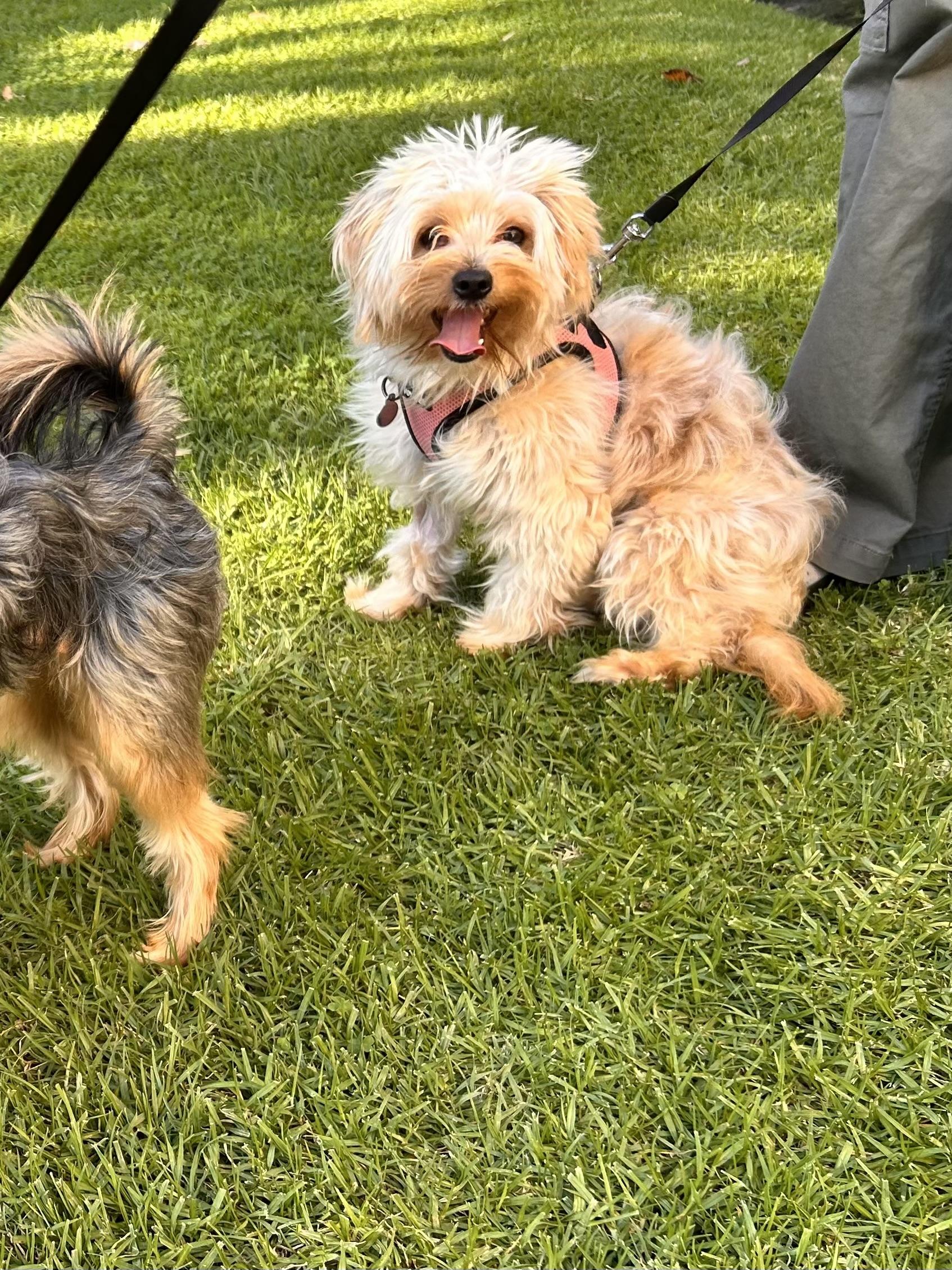 Enlarge Hermes, an adoptable mixed breed in Pasadena, CA image 6/6