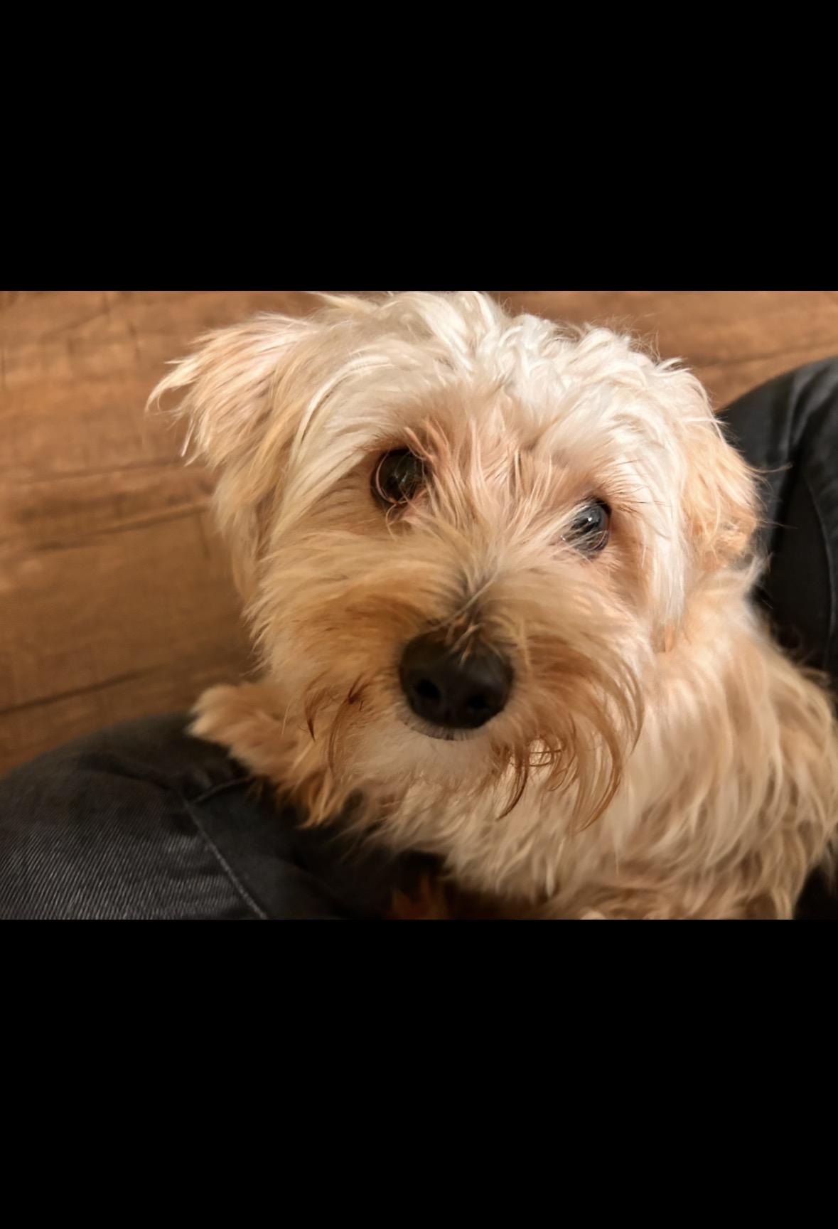 Enlarge Hermes, an adoptable mixed breed in Pasadena, CA image 4/6