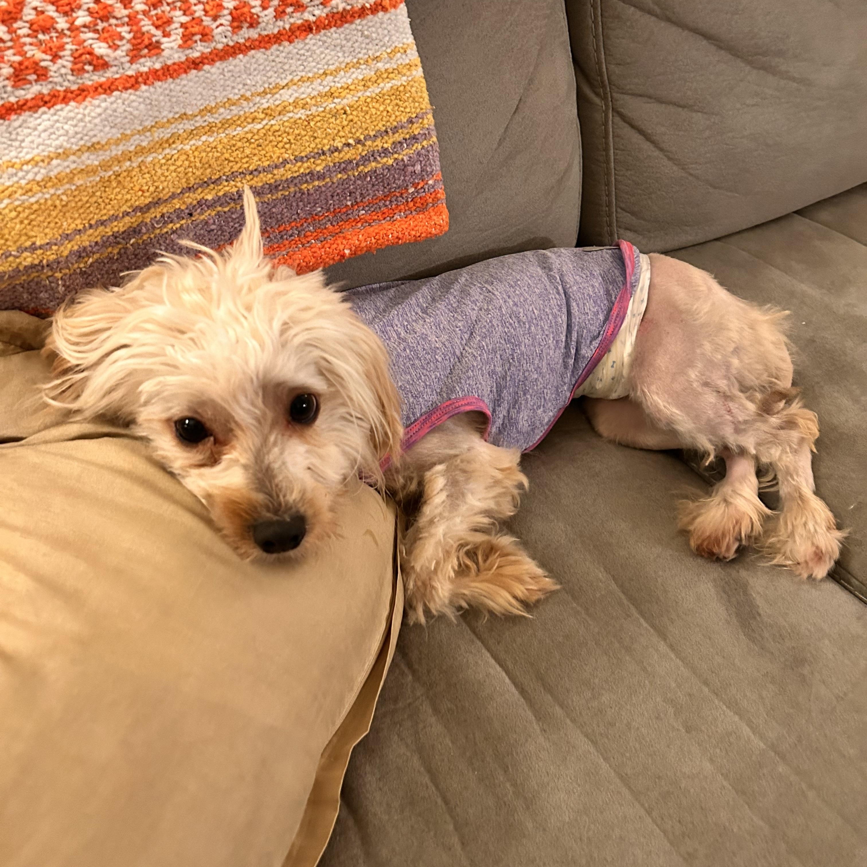 Enlarge Hermes, an adoptable mixed breed in Pasadena, CA image 3/6