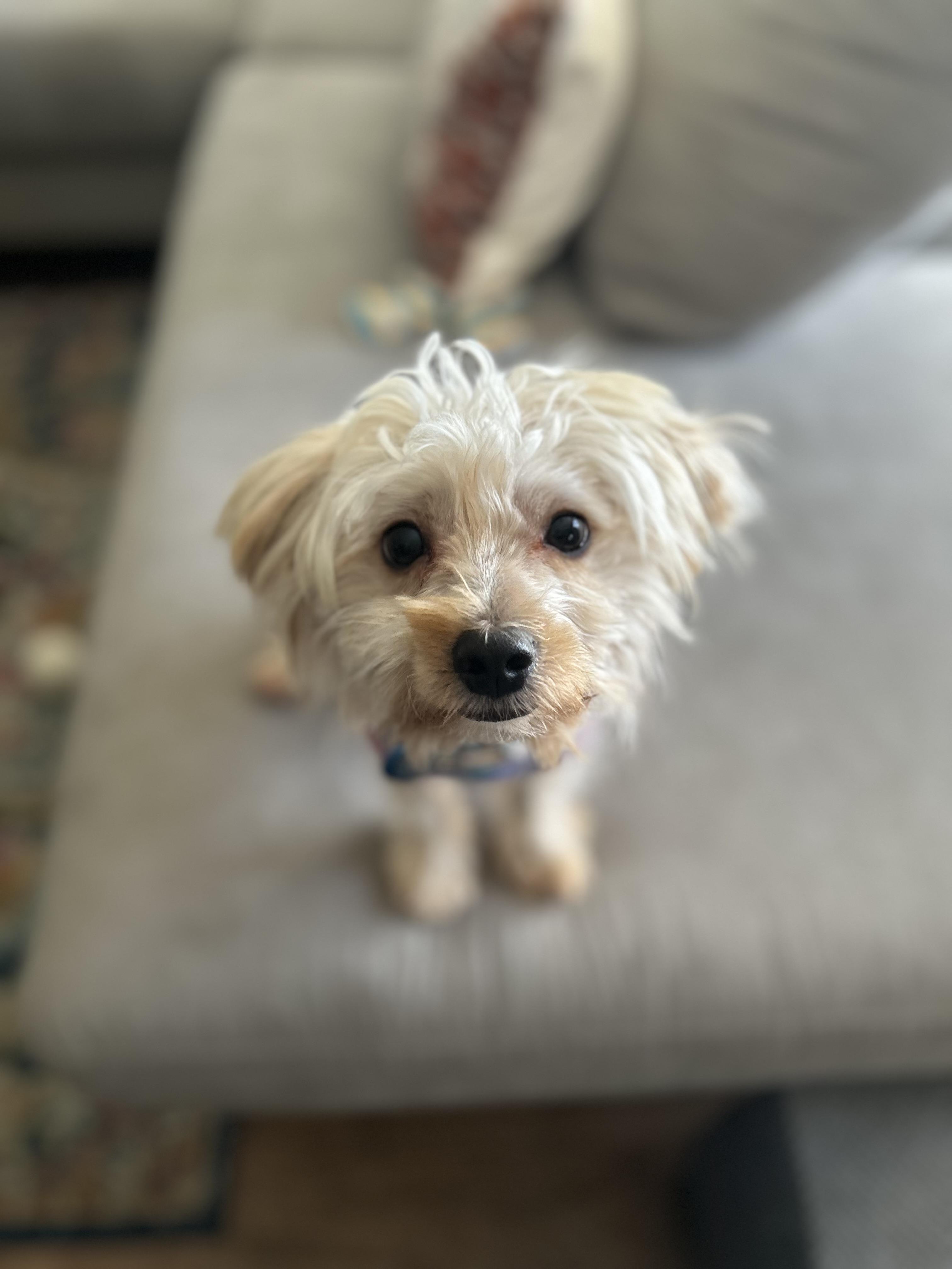 Enlarge Hermes, an adoptable mixed breed in Pasadena, CA image 1/6