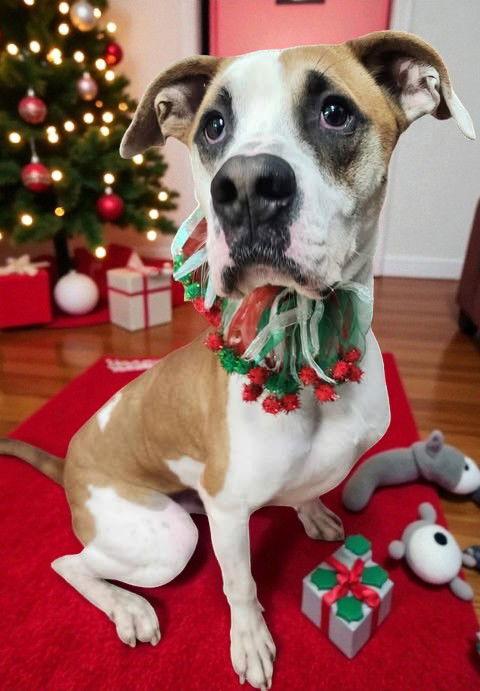 Enlarge Tango, a Adoptable Boxer in Sullivan, IN image 1/3
