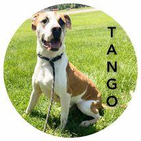 Enlarge Tango, a Adoptable Boxer in Sullivan, IN image 2/3