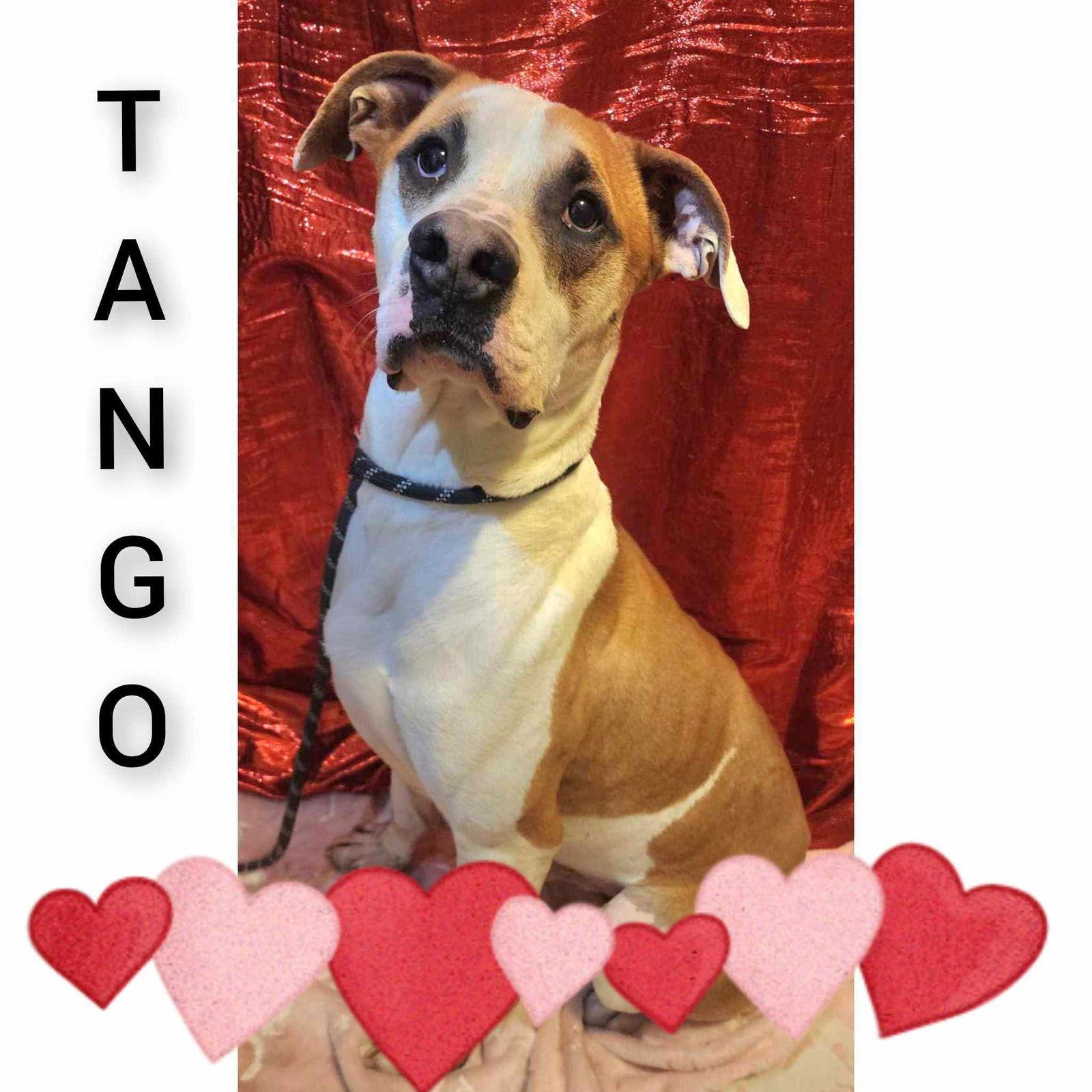 Enlarge Tango, a Adoptable Boxer in Sullivan, IN image 3/3